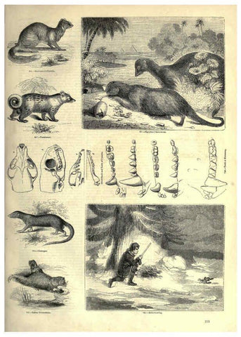 Reproducción/Reproduction 6093031438: The pictorial museum of animated nature. v.1. London :C. Cox,[1844?] 