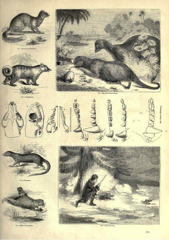 Reproducción/Reproduction 6093031438: The pictorial museum of animated nature. v.1. London :C. Cox,[1844?] 
