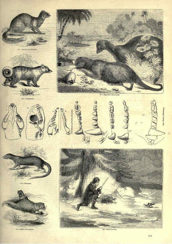 Reproducción/Reproduction 6093031438: The pictorial museum of animated nature. v.1. London :C. Cox,[1844?] 
