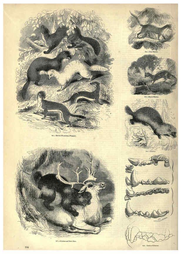 Reproducción/Reproduction 6092491883: The pictorial museum of animated nature. v.1. London :C. Cox,[1844?] 