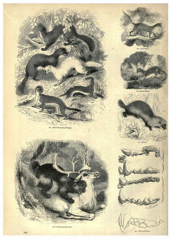 Reproducción/Reproduction 6092491883: The pictorial museum of animated nature. v.1. London :C. Cox,[1844?] 