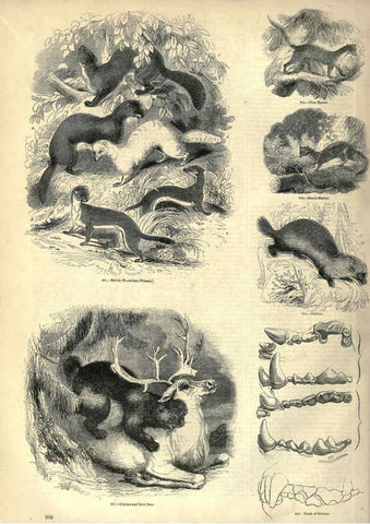 Reproducción/Reproduction 6092491883: The pictorial museum of animated nature. v.1. London :C. Cox,[1844?] 