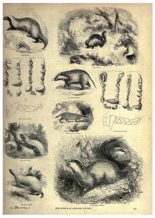Reproducción/Reproduction 6092492191: The pictorial museum of animated nature. v.1. London :C. Cox,[1844?] 