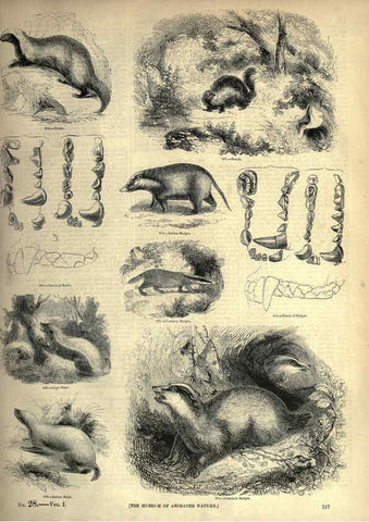 Reproducción/Reproduction 6092492191: The pictorial museum of animated nature. v.1. London :C. Cox,[1844?] 