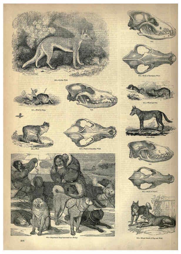 Reproducción/Reproduction 6093030076: The pictorial museum of animated nature. v.1. London :C. Cox,[1844?] 