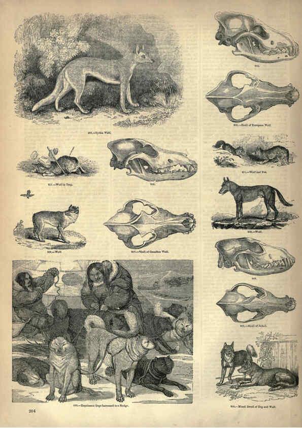 Reproducción/Reproduction 6093030076: The pictorial museum of animated nature. v.1. London :C. Cox,[1844?] 