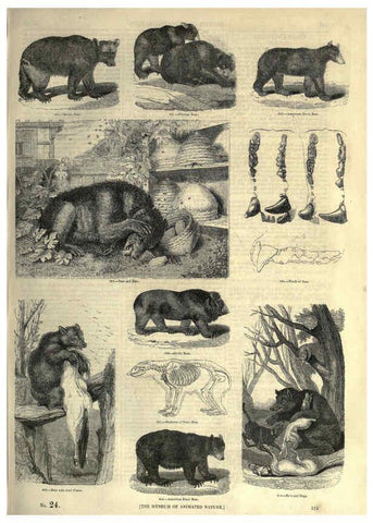 Reproducción/Reproduction 6092487771: The pictorial museum of animated nature. v.1. London :C. Cox,[1844?] 