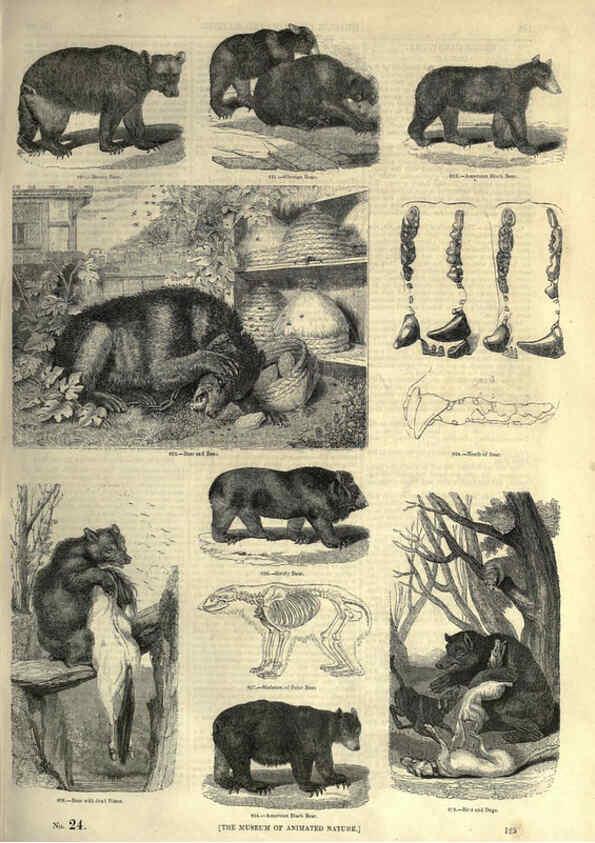 Reproducción/Reproduction 6092487771: The pictorial museum of animated nature. v.1. London :C. Cox,[1844?] 