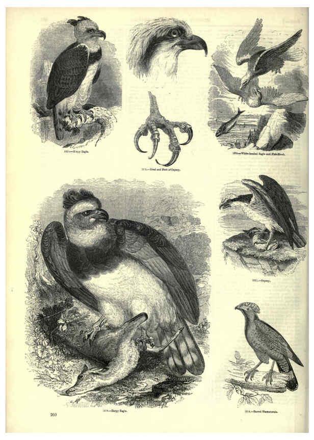 Reproducción/Reproduction 6093038384: The pictorial museum of animated nature. v.1. London :C. Cox,[1844?] 
