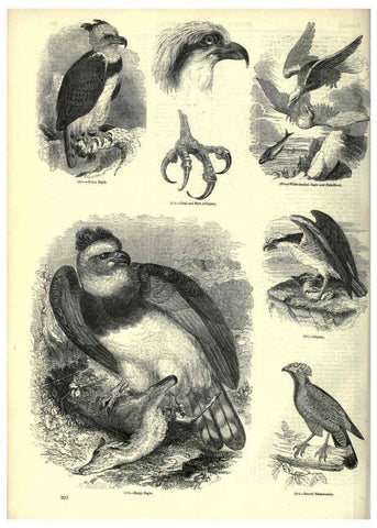 Reproducción/Reproduction 6093038384: The pictorial museum of animated nature. v.1. London :C. Cox,[1844?] 