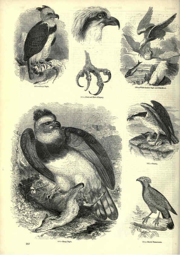Reproducción/Reproduction 6093038384: The pictorial museum of animated nature. v.1. London :C. Cox,[1844?] 