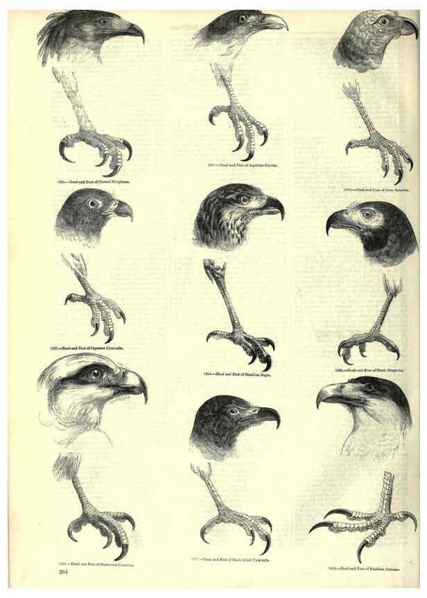 Reproducción/Reproduction 6092499239: The pictorial museum of animated nature. v.1. London :C. Cox,[1844?] 
