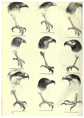 Reproducción/Reproduction 6092499239: The pictorial museum of animated nature. v.1. London :C. Cox,[1844?] 