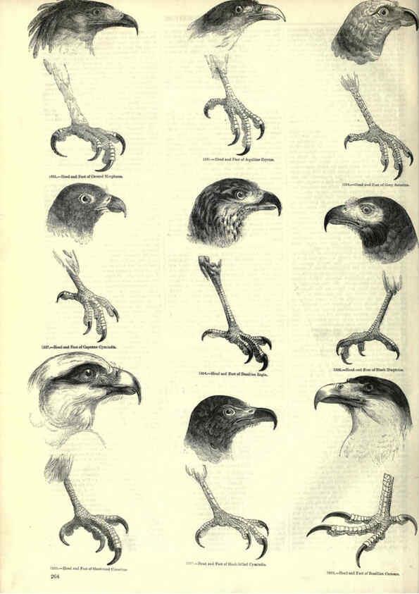 Reproducción/Reproduction 6092499239: The pictorial museum of animated nature. v.1. London :C. Cox,[1844?] 