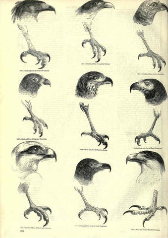 Reproducción/Reproduction 6092499239: The pictorial museum of animated nature. v.1. London :C. Cox,[1844?] 