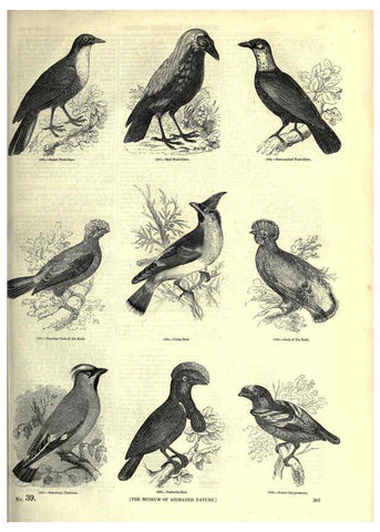 Reproducción/Reproduction 6093045460: The pictorial museum of animated nature. v.1. London :C. Cox,[1844?] 