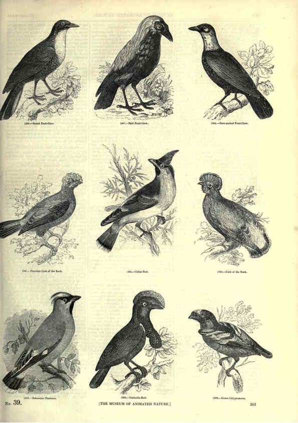 Reproducción/Reproduction 6093045460: The pictorial museum of animated nature. v.1. London :C. Cox,[1844?] 