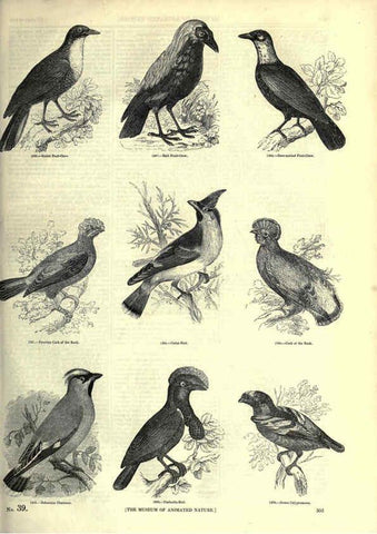 Reproducción/Reproduction 6093045460: The pictorial museum of animated nature. v.1. London :C. Cox,[1844?] 