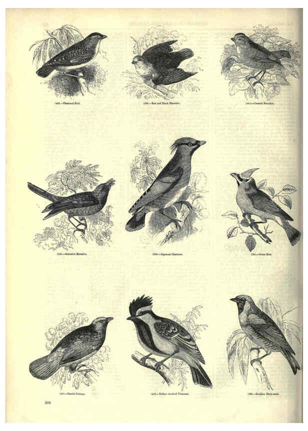 Reproducción/Reproduction 6093045806: The pictorial museum of animated nature. v.1. London :C. Cox,[1844?] 