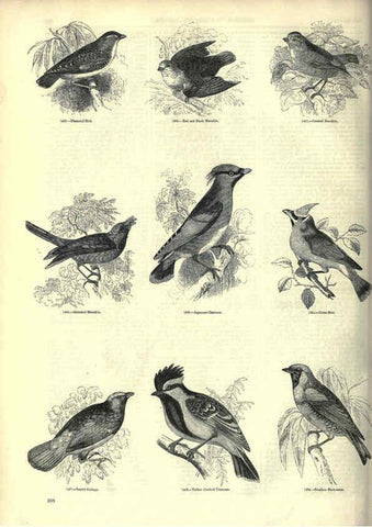 Reproducción/Reproduction 6093045806: The pictorial museum of animated nature. v.1. London :C. Cox,[1844?] 