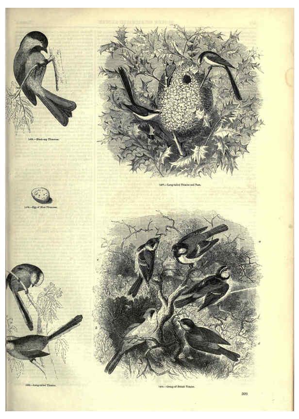 Reproducción/Reproduction 6092506275: The pictorial museum of animated nature. v.1. London :C. Cox,[1844?] 