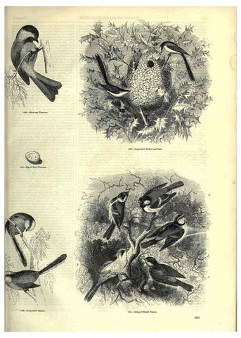 Reproducción/Reproduction 6092506275: The pictorial museum of animated nature. v.1. London :C. Cox,[1844?] 
