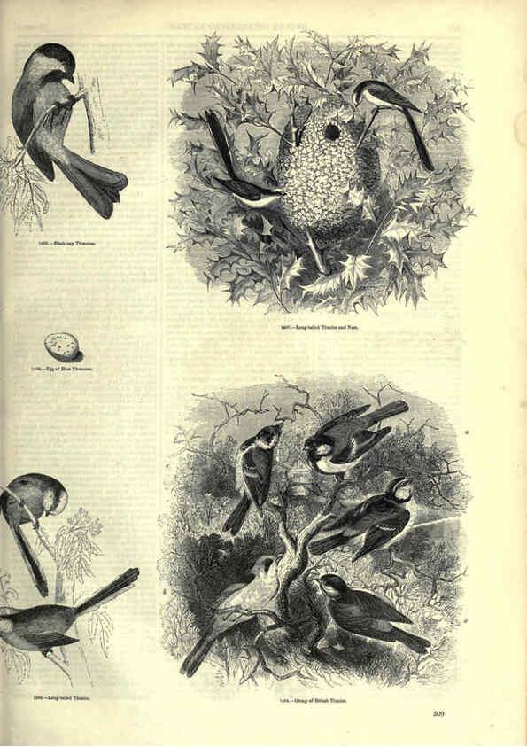 Reproducción/Reproduction 6092506275: The pictorial museum of animated nature. v.1. London :C. Cox,[1844?] 