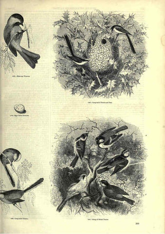 Reproducción/Reproduction 6092506275: The pictorial museum of animated nature. v.1. London :C. Cox,[1844?] 