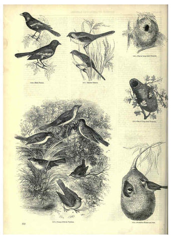 Reproducción/Reproduction 6093046542: The pictorial museum of animated nature. v.1. London :C. Cox,[1844?] 