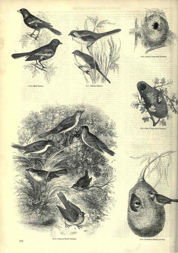 Reproducción/Reproduction 6093046542: The pictorial museum of animated nature. v.1. London :C. Cox,[1844?] 