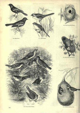 Reproducción/Reproduction 6093046542: The pictorial museum of animated nature. v.1. London :C. Cox,[1844?] 