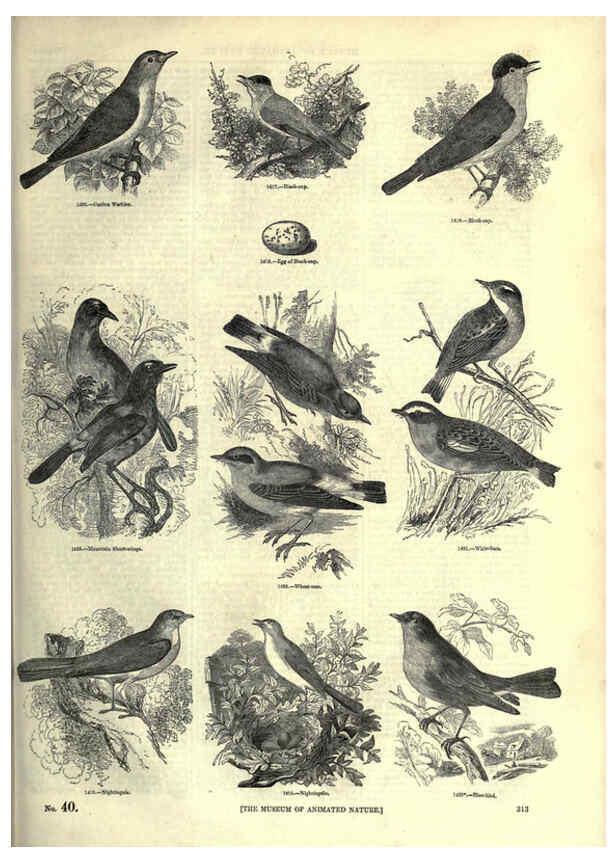 Reproducción/Reproduction 6092507061: The pictorial museum of animated nature. v.1. London :C. Cox,[1844?] 
