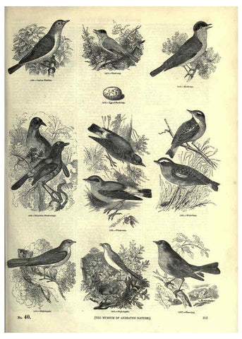 Reproducción/Reproduction 6092507061: The pictorial museum of animated nature. v.1. London :C. Cox,[1844?] 