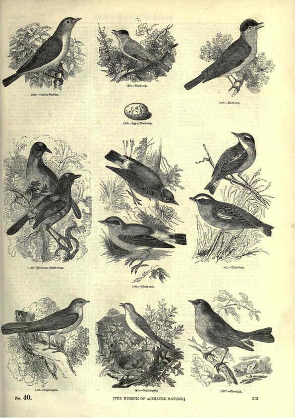 Reproducción/Reproduction 6092507061: The pictorial museum of animated nature. v.1. London :C. Cox,[1844?] 