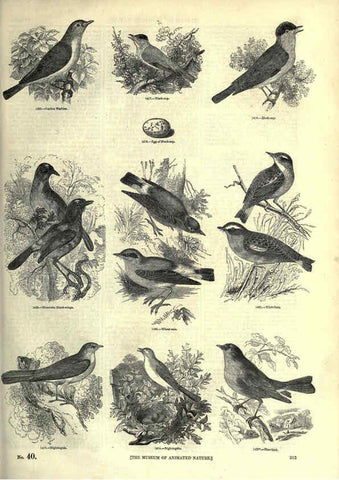 Reproducción/Reproduction 6092507061: The pictorial museum of animated nature. v.1. London :C. Cox,[1844?] 