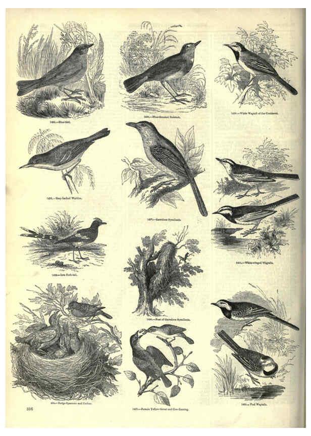 Reproducción/Reproduction 6092507305: The pictorial museum of animated nature. v.1. London :C. Cox,[1844?] 