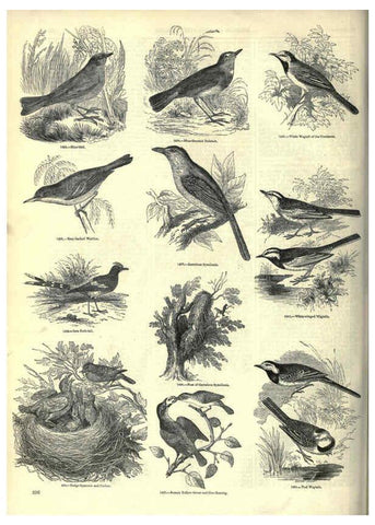 Reproducción/Reproduction 6092507305: The pictorial museum of animated nature. v.1. London :C. Cox,[1844?] 