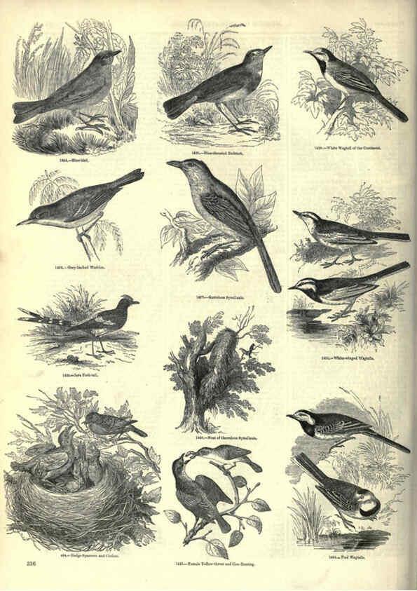 Reproducción/Reproduction 6092507305: The pictorial museum of animated nature. v.1. London :C. Cox,[1844?] 