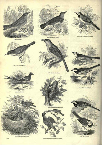 Reproducción/Reproduction 6092507305: The pictorial museum of animated nature. v.1. London :C. Cox,[1844?] 