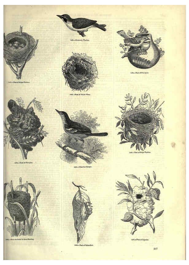 Reproducción/Reproduction 6092507529: The pictorial museum of animated nature. v.1. London :C. Cox,[1844?] 