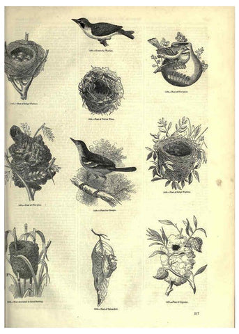 Reproducción/Reproduction 6092507529: The pictorial museum of animated nature. v.1. London :C. Cox,[1844?] 