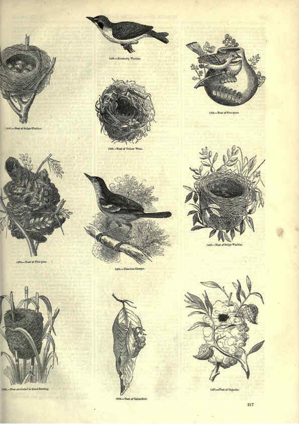 Reproducción/Reproduction 6092507529: The pictorial museum of animated nature. v.1. London :C. Cox,[1844?] 