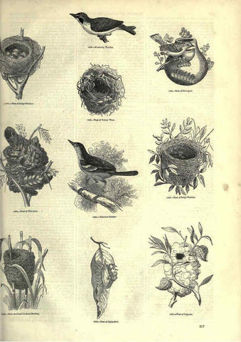 Reproducción/Reproduction 6092507529: The pictorial museum of animated nature. v.1. London :C. Cox,[1844?] 