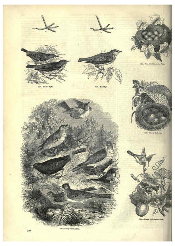 Reproducción/Reproduction 6092507881: The pictorial museum of animated nature. v.1. London :C. Cox,[1844?] 