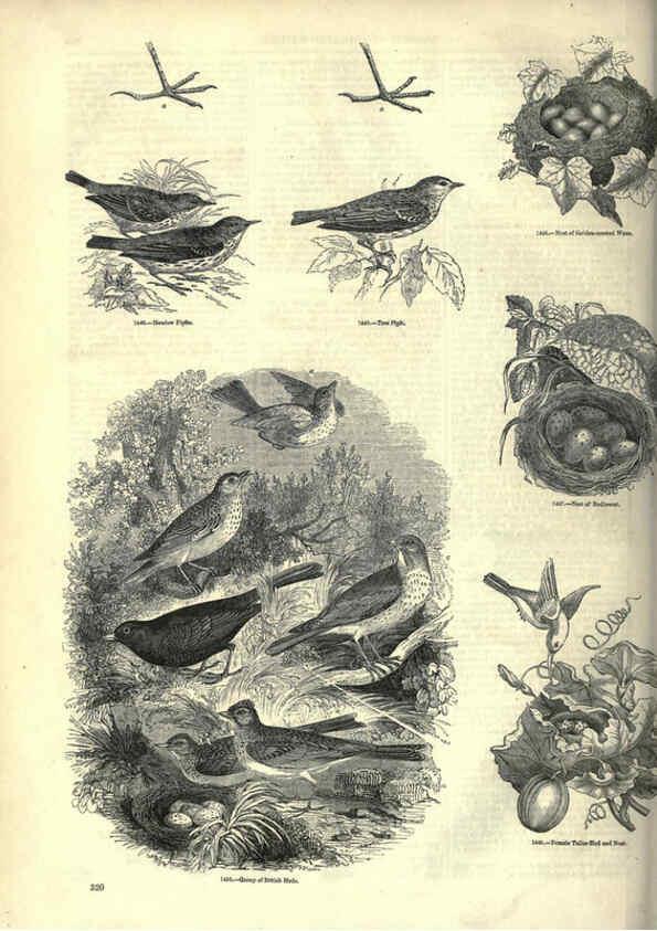 Reproducción/Reproduction 6092507881: The pictorial museum of animated nature. v.1. London :C. Cox,[1844?] 