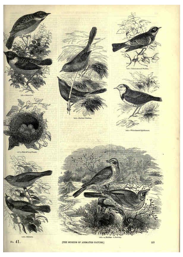 Reproducción/Reproduction 6093047902: The pictorial museum of animated nature. v.1. London :C. Cox,[1844?] 