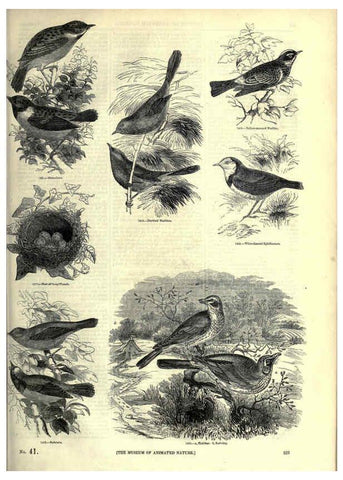 Reproducción/Reproduction 6093047902: The pictorial museum of animated nature. v.1. London :C. Cox,[1844?] 