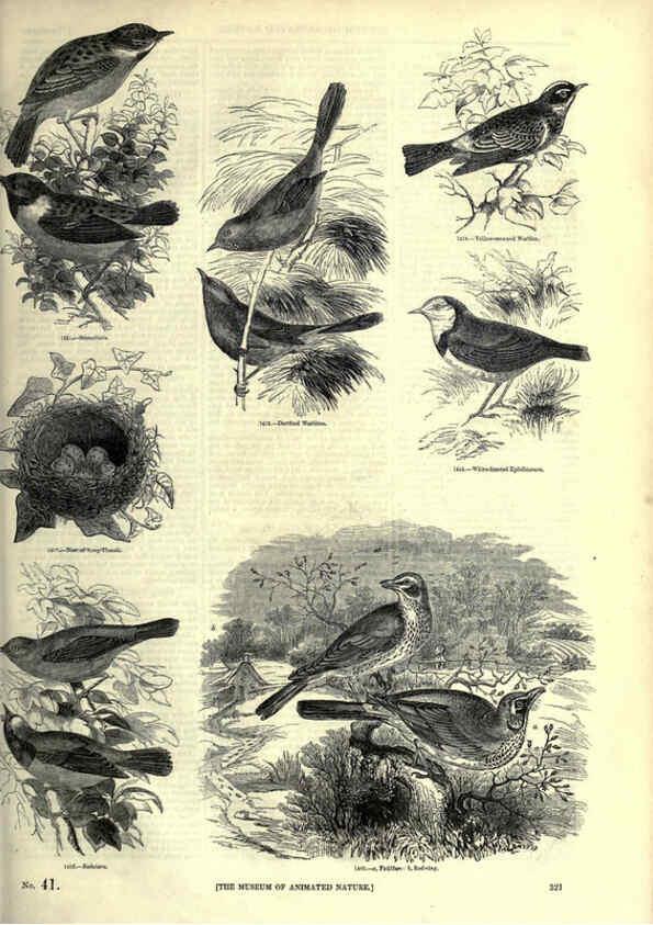 Reproducción/Reproduction 6093047902: The pictorial museum of animated nature. v.1. London :C. Cox,[1844?] 