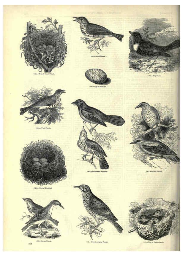 Reproducción/Reproduction 6093048082: The pictorial museum of animated nature. v.1. London :C. Cox,[1844?] 