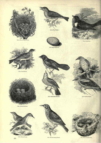 Reproducción/Reproduction 6093048082: The pictorial museum of animated nature. v.1. London :C. Cox,[1844?] 